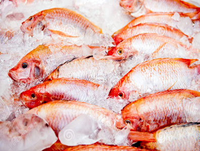 frozen fish