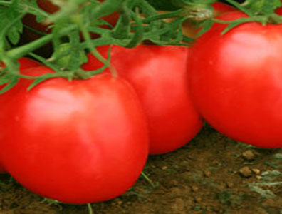 tomato